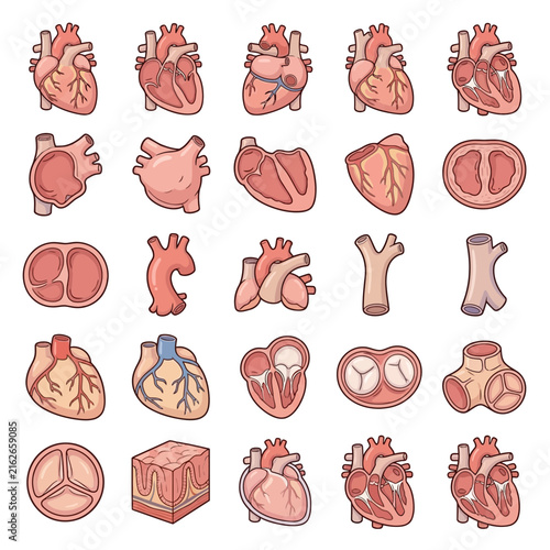A comprehensive collection of human heart anatomy illustrations, showcasing various views, cross-sections, and related vascular structures.