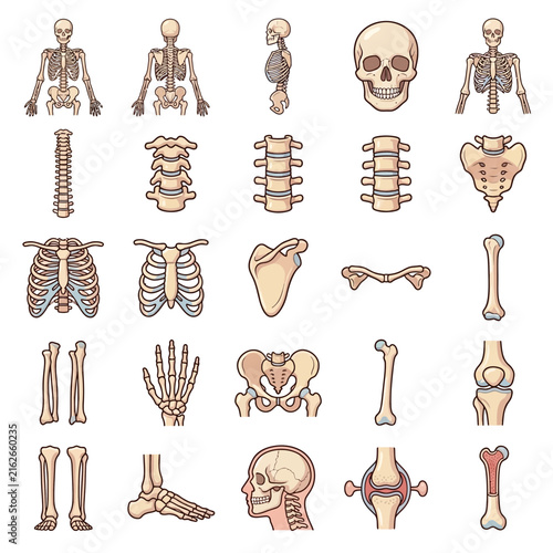 Detailed illustrations of human skeletal system components and various bone structures.
