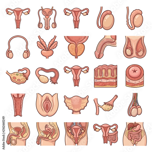 A comprehensive collection of human reproductive system anatomy illustrations, showcasing various male and female internal and external organs with detailed views.