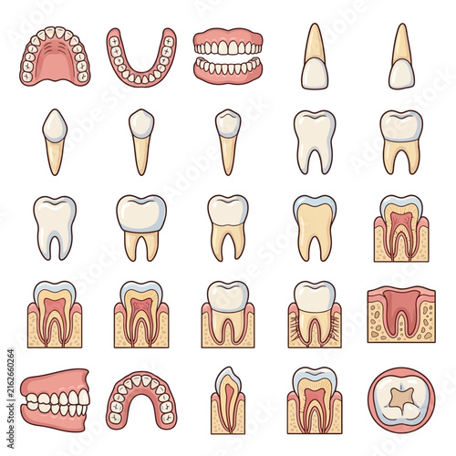 Comprehensive set of dental illustrations showing various types of teeth, dentures, and internal tooth anatomy with cross-sections.