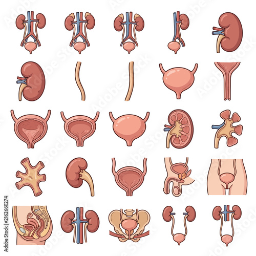 Collection of cartoon illustrations depicting human urinary and reproductive systems and their individual organs.