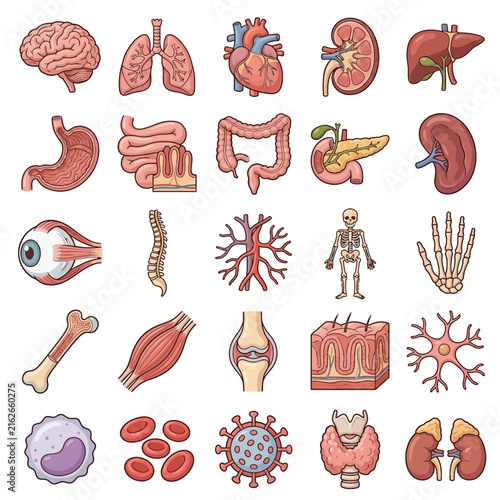 Comprehensive collection of human internal organs, skeletal system, cells, and various body parts.
