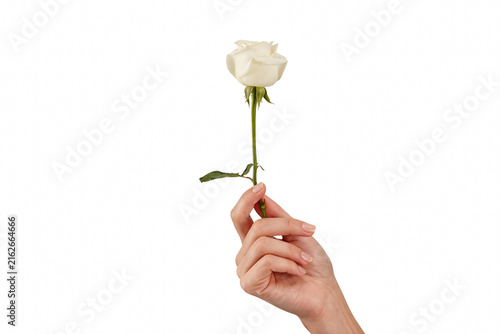 Cuadro en lienzo Elegant hand holding a single white rose against a dark void