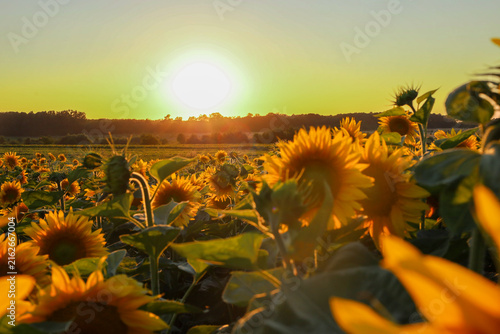 Photography ​A golden sunflower field is illuminated by the soft rays of the setting sun against a clear evening sky