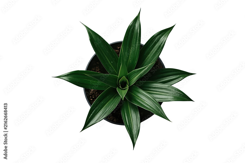 Obraz premium Symmetrical green tropical plant rosette from overhead view