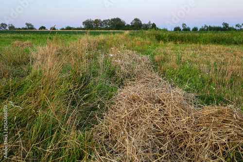 Obraz na płótnie An evening rural landscape with a swath of dried mown grass and weeds running through a green field
