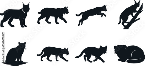 Photography Set of black lynx and wild cat silhouettes in various poses isolated on white ba