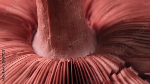 Macro Shot of Wild Red Mushroom Underside with Gill Pattern