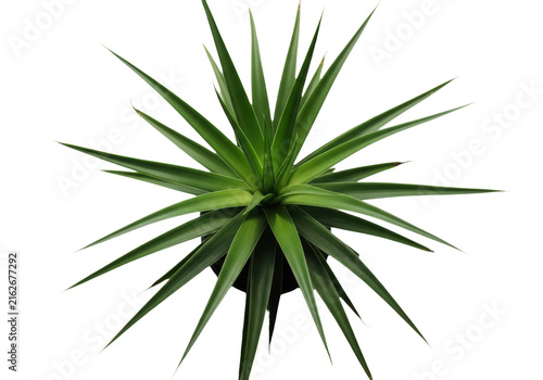Top view of a green spiky succulent plant isolated on transparent background