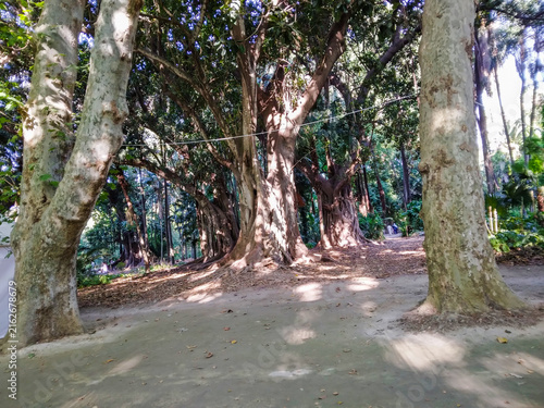 Fotografie Massive ancient banyan trees with thick mottled trunks and sprawling branches cr