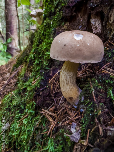 Close-up of bitter bolete (Tylopilus felleus) with tan cap and dark reticulated stem, also known as gall fungus