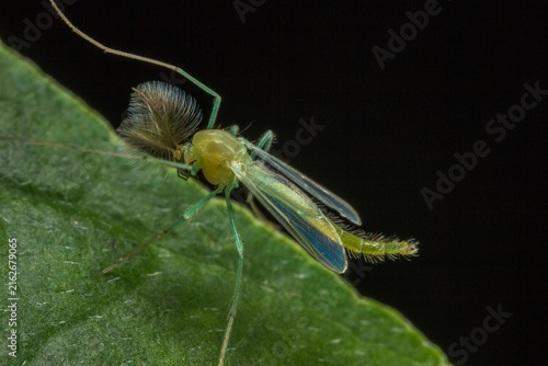 Obraz na plátně Close-up of non-biting midge (Chironomidae) with feathery antennae and iridescen