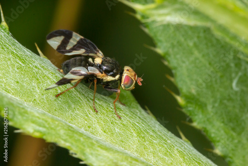 Canvastavla Close-up of thistle gall fly (Urophora cardui) with patterned wings and iridesce
