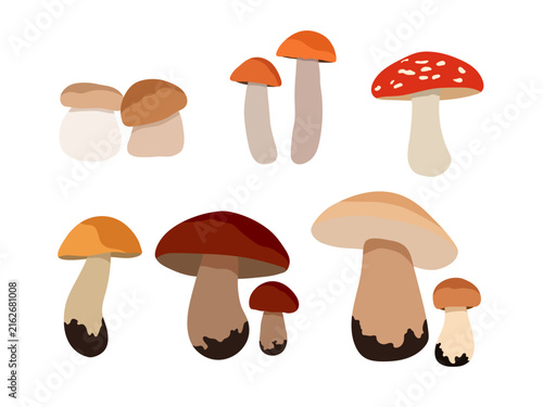 Flat vector mushroom set with porcini, fly agaric, birch bolete, and forest fungi isolated on white background