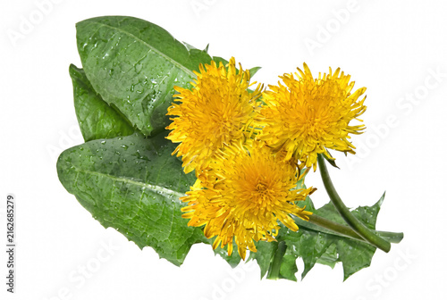 Obraz na plátně Three bright yellow dandelion flowers with dewy green leaves