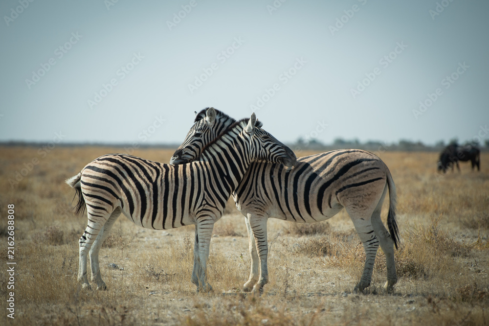 Fototapeta premium le calin des Zèbres