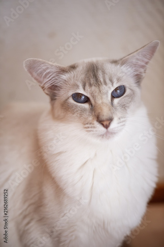 Fotografie Porträt einer Balinesen Katze