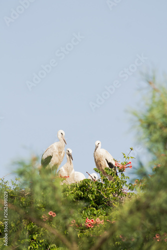 Konstfotografi A family of migratory white storks sitting in a large nest against a clear blue sky and green trees, capturing wildlife, ornithology, and rural nature