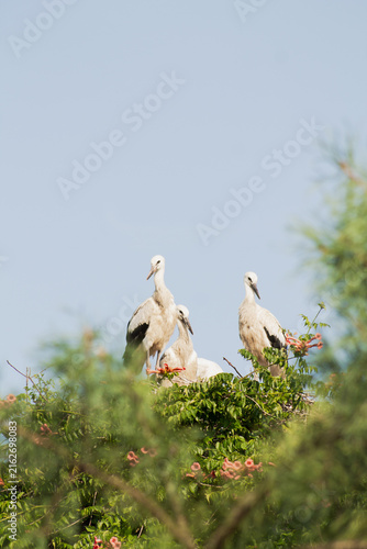 Konstfotografi A family of migratory white storks sitting in a large nest against a clear blue sky and green trees, capturing wildlife, ornithology, and rural nature