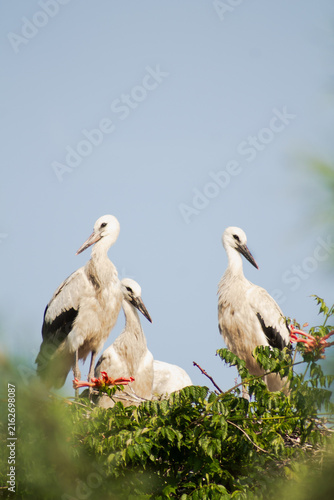 Cuadro en lienzo A family of migratory white storks sitting in a large nest against a clear blue sky and green trees, capturing wildlife, ornithology, and rural nature