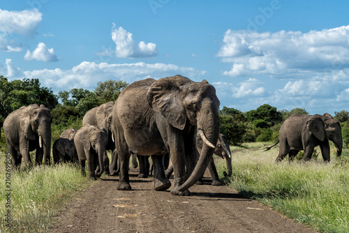Photography Elephant herd in the green season in the Kruger National Park in South Africa