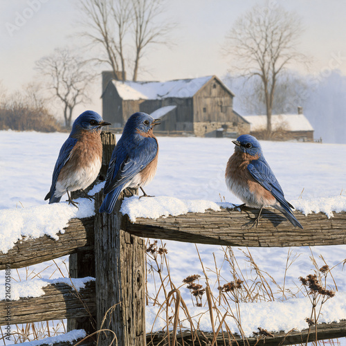 bird on a fence