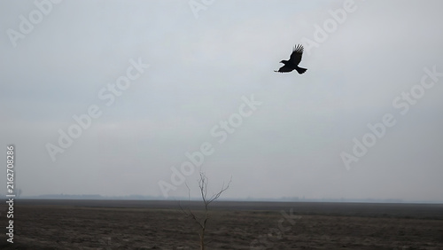 Black crow flying over empty plowed field under overcast sky, omen and augury concept