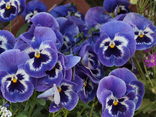 パンジーの花の生態写真