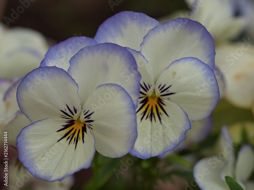 パンジーの花の生態写真