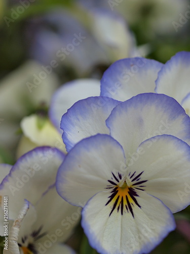 パンジーの花の生態写真