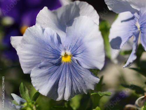 パンジーの花の生態写真