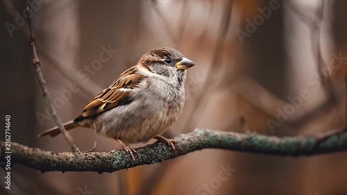 Songbird perched on a curved horizontal branch.