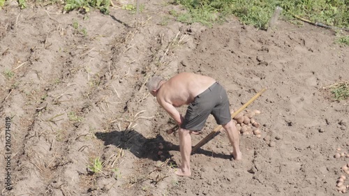 A man is digging up potatoes in his garden	
