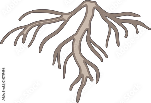 Root isolated on white background