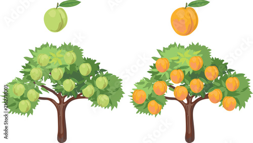 Comparison of peach tree ripening stages. Unripe green and ripe peaches