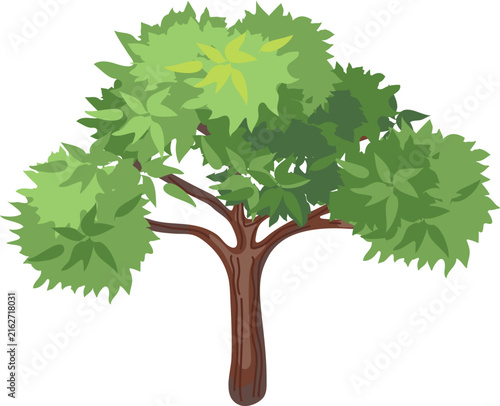Deciduous tree with green foliage