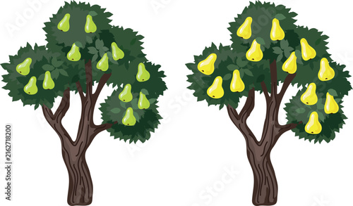 Comparison of pear tree ripening stages. Unripe green and ripe yellow pears