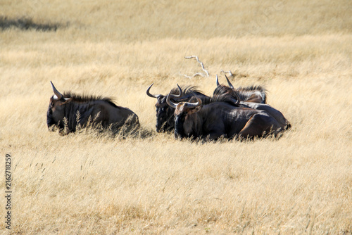 Fotografie blue wildebeest lying in the light kalahari grass