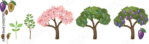 Life cycle of plum tree. Stages of growth from seed and sprout to adult plant with fruits