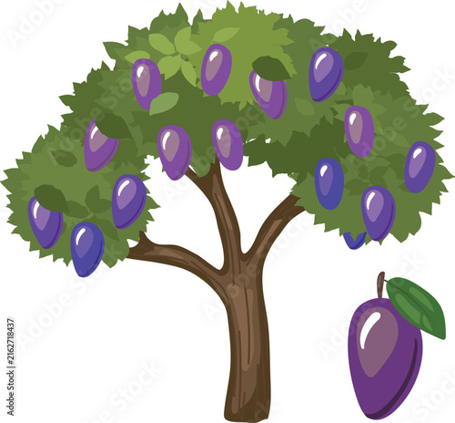 Plum tree and ripe plum fruit