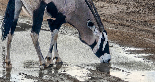 Canvas Print gemsbok drinking from a puddle on the road