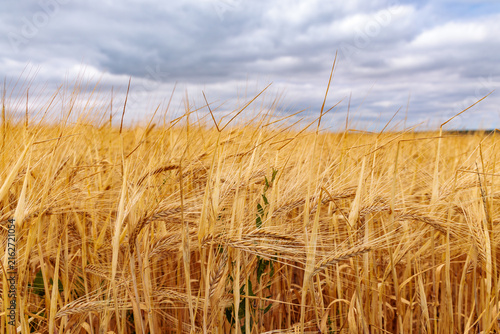 Golden ripe barley ears in agricultural field under cloudy sky, summer harvest and food production concept