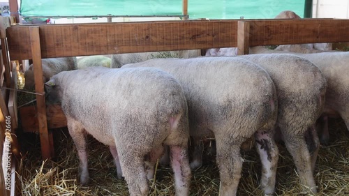 Flock of Sheep Eating Hay From Feeder in Pen at Animal Farm