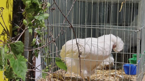 One White Polish Chicken Breed in Cage at Poultry Farm
