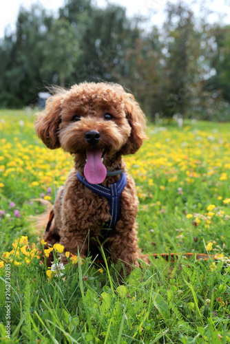 Toy poodle portrait in a flower meadow