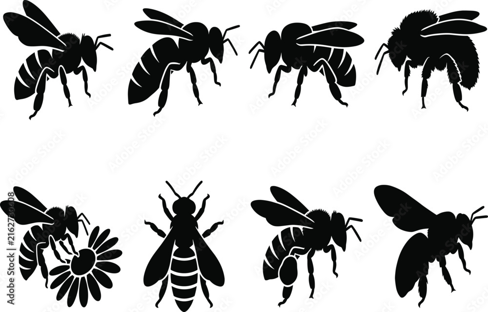 Fototapeta premium Collection of black vector honey bee silhouettes flying and landing on a flower isolated on white background