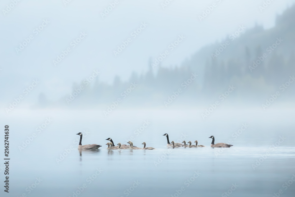 Naklejka premium A family or gaggle of Canadian geese (Branta canadensis) with goslings paddle along a misty Kootenay Lake during a moody evening in Nelson, BC, Canada.