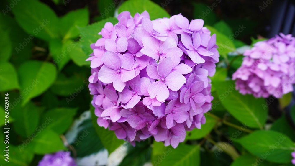 Obraz premium Close-up of a purple hydrangea bloom. Round cluster of pink petals on green leaf background. Flowering garden shrub.