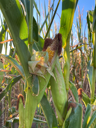 Green corn stalks with ripe cobs in a farm field on a sunny day