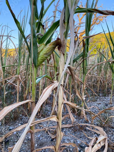 Agricultural field with dry corn stalks affected by hot summer weather.